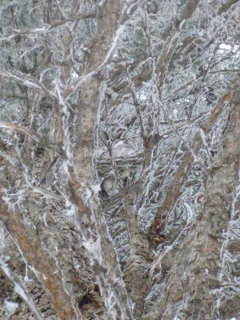 There is an owl in this picture, I swear.