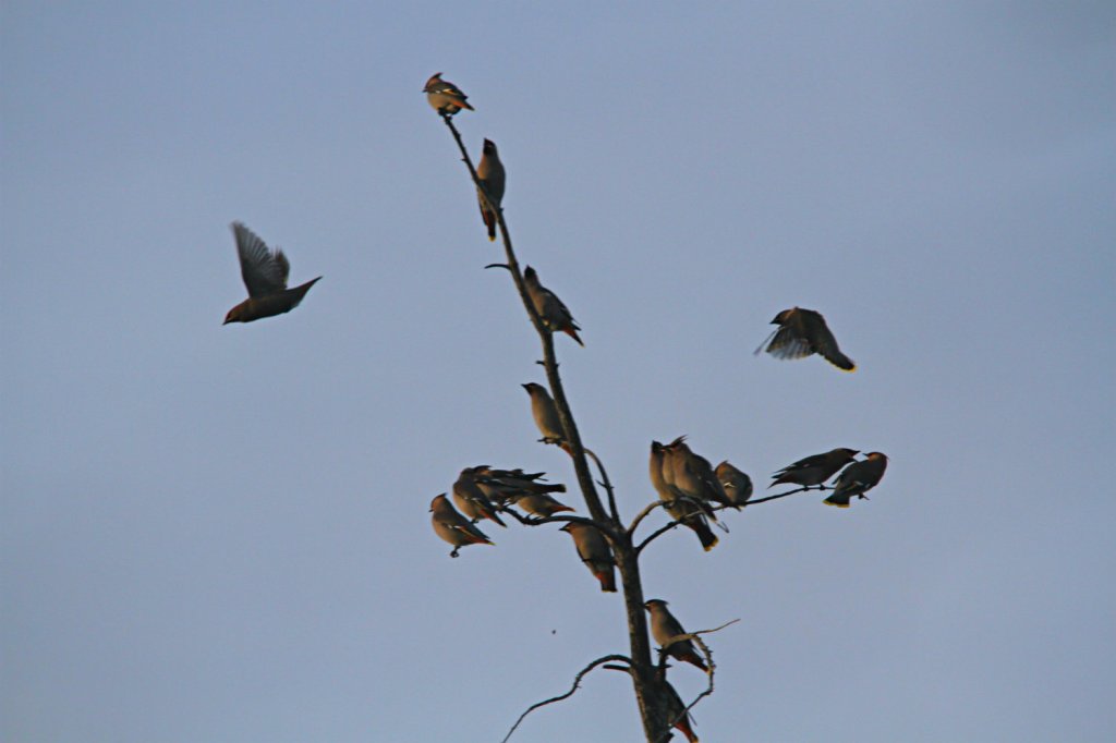 Waxwings ended up stealing the show though through sheer numbers