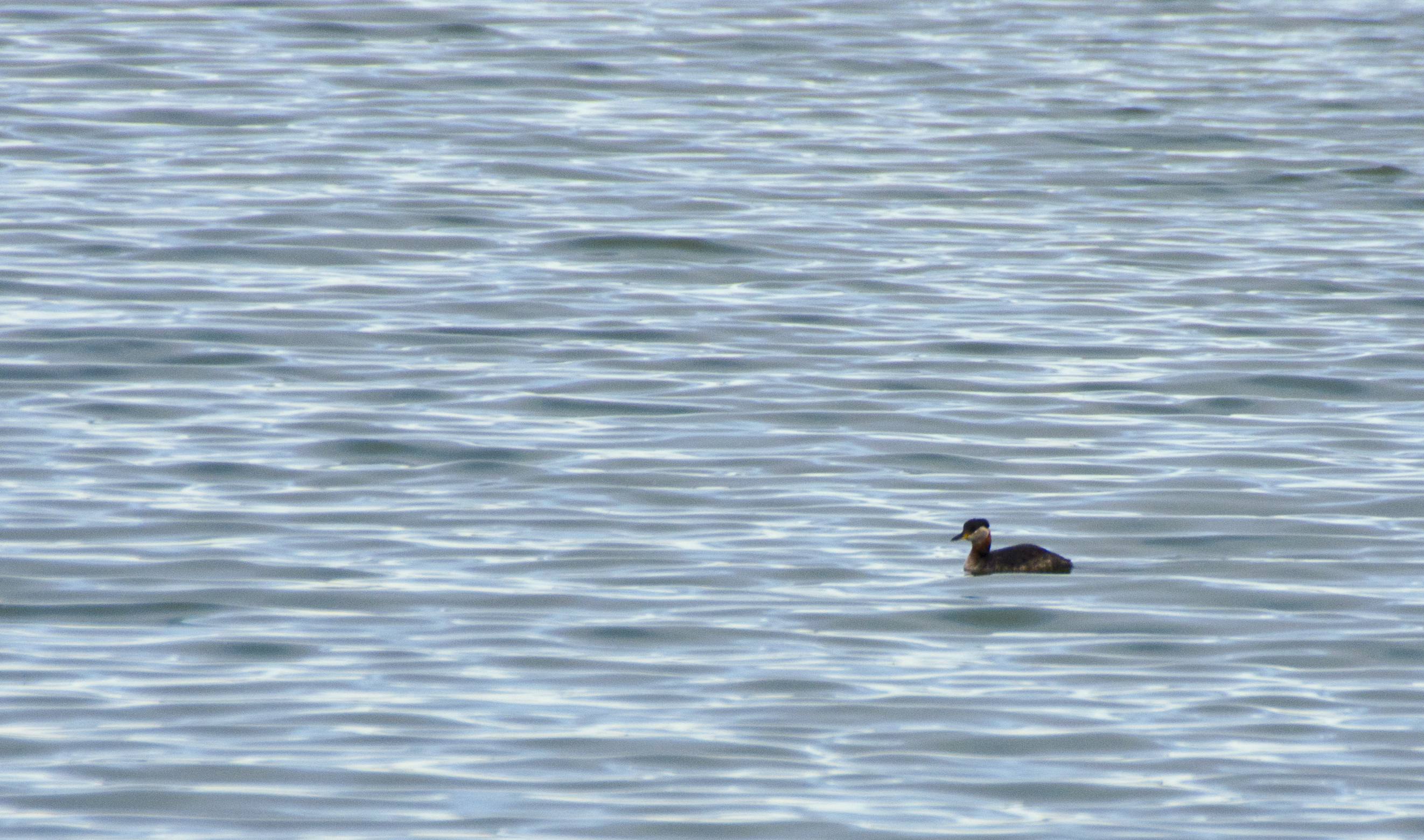 If you're a black-capped diving duck with a rusty colored neck, you might be a Red-neck...ed Grebe.