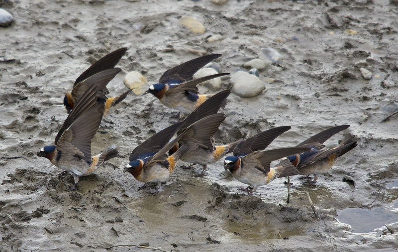 Cliff Swallows collecting mud for nests