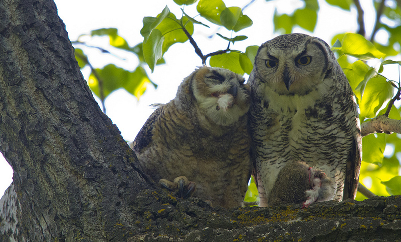 Great Horned Owls eating breakfast