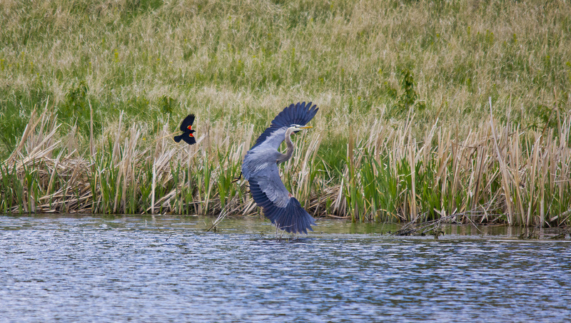 Red-winged Blackbird and Heron