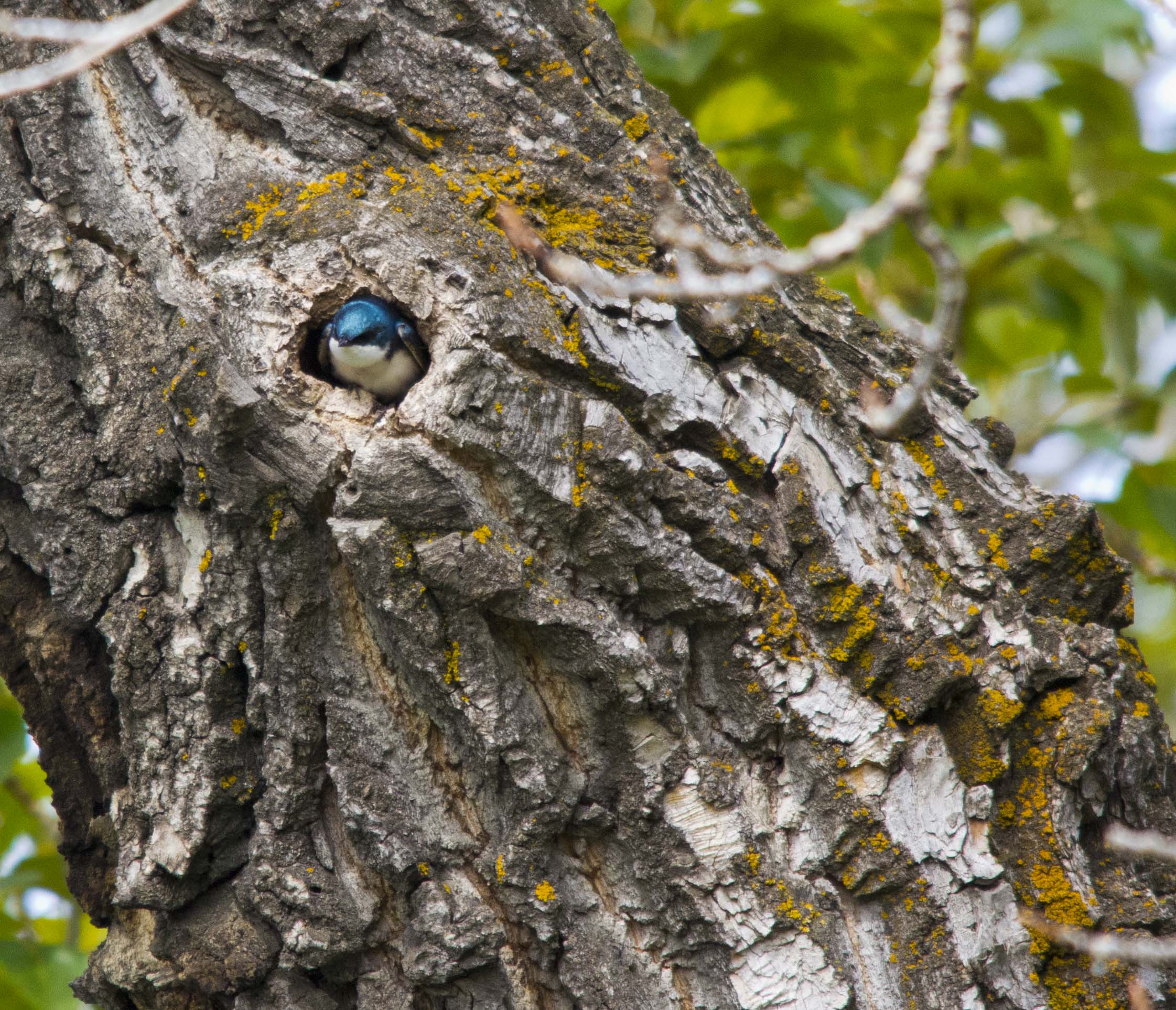 Tree Swallow in nest