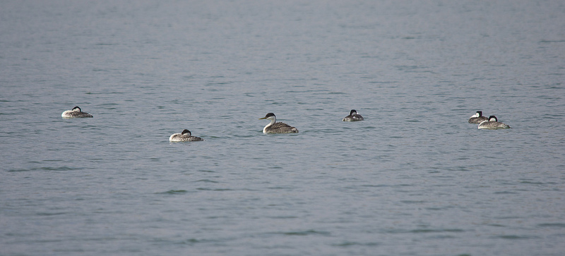 Clark's (far left) and Western Grebes