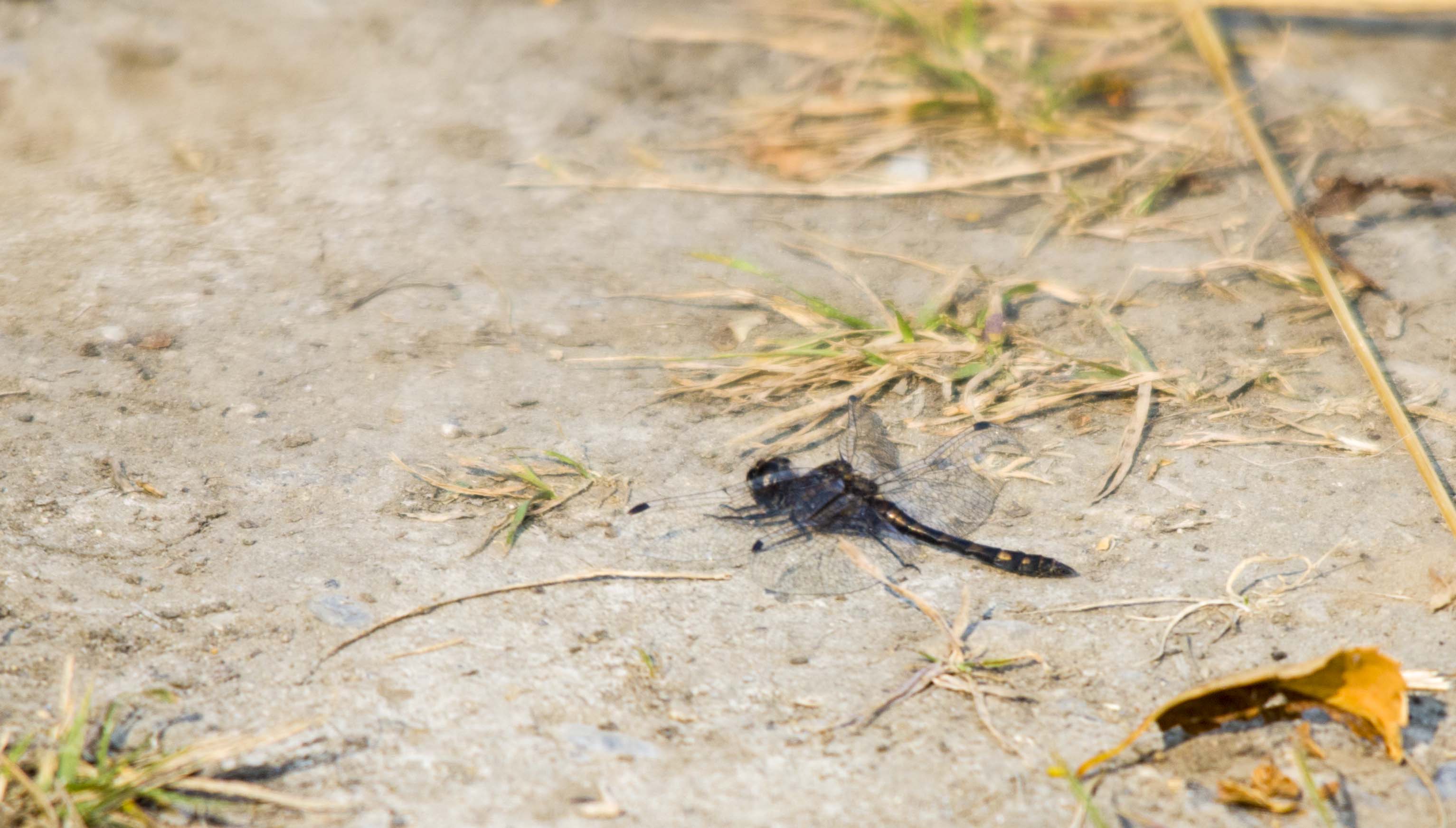 Black Meadowhawk dragonfly