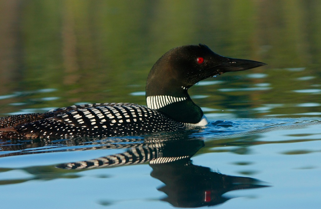 adult common loon