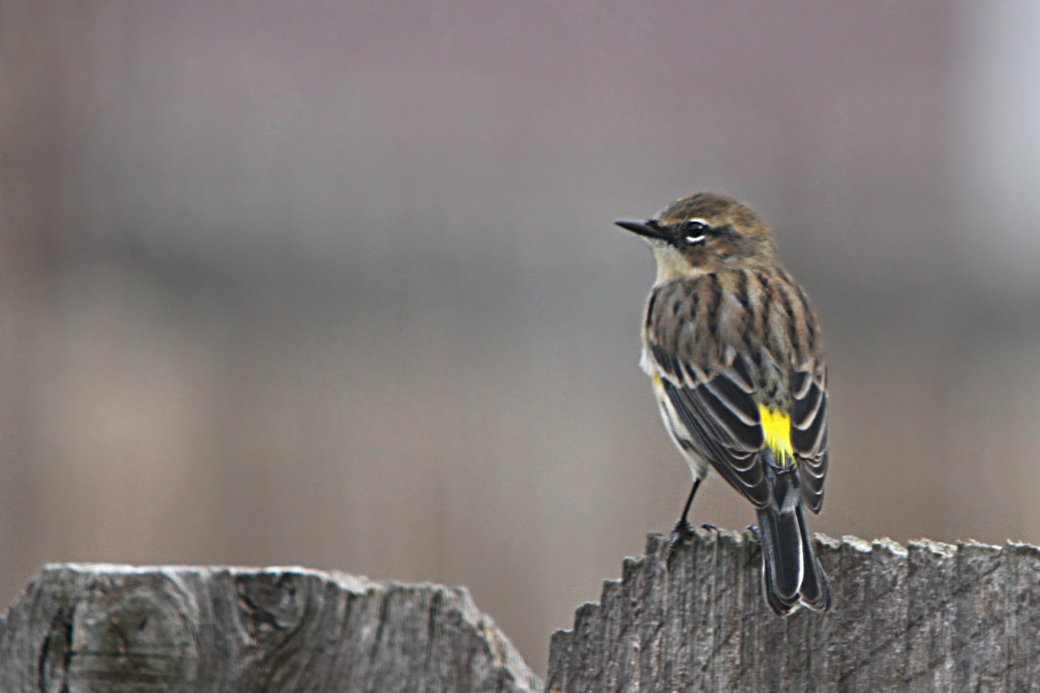Yellow-rumped Warbler; showing off that characteristic yellow rump!