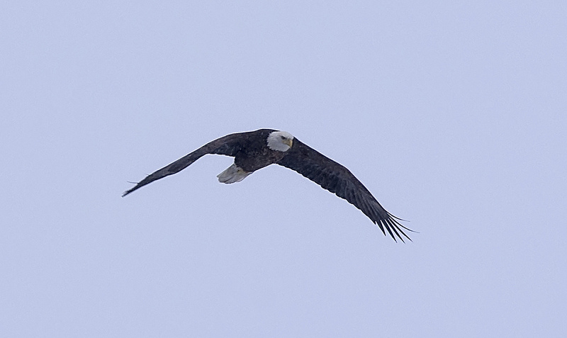 adult Bald Eagle