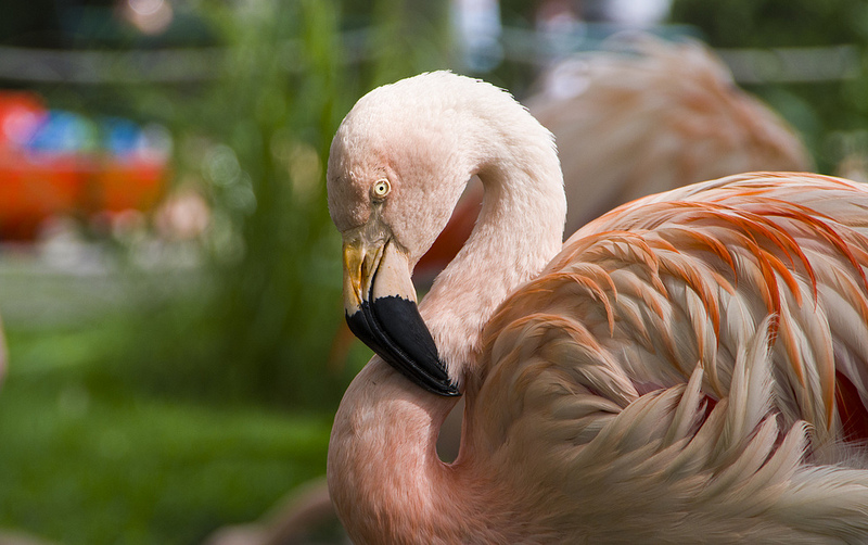 American or Carribean Flamingo - North and Central America and the Carribean islands