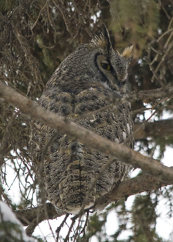 Great Horned Owl #2