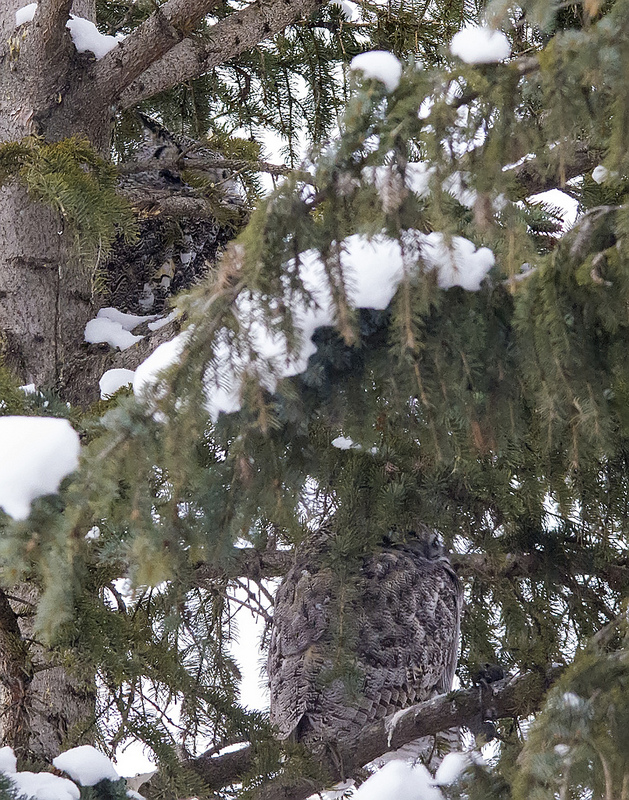 Great Horned Owls 3 & 4