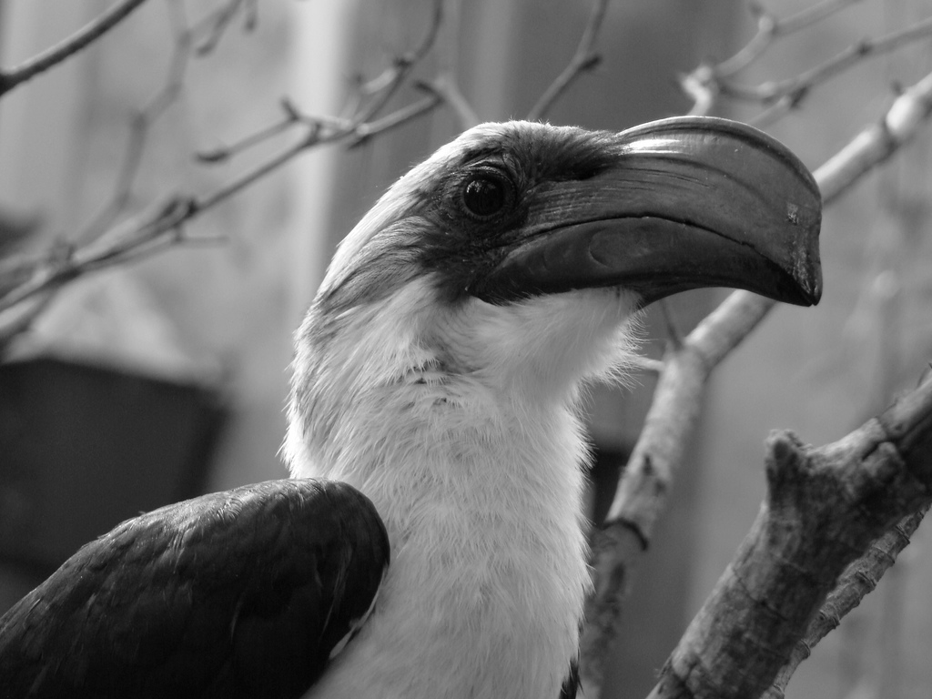 Van der Decken's Hornbill - Africa