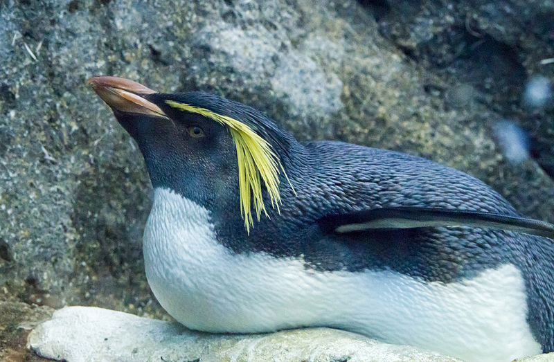 Northern Rockhopper Penguin - Southern Atlantic islands and Southern Indian islands
