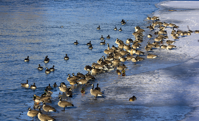 mixed Waterfowl