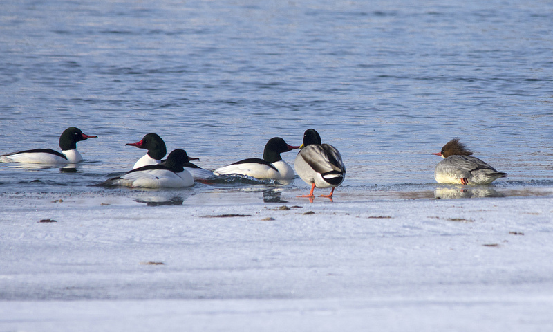 Common Mergansers fighting for a female