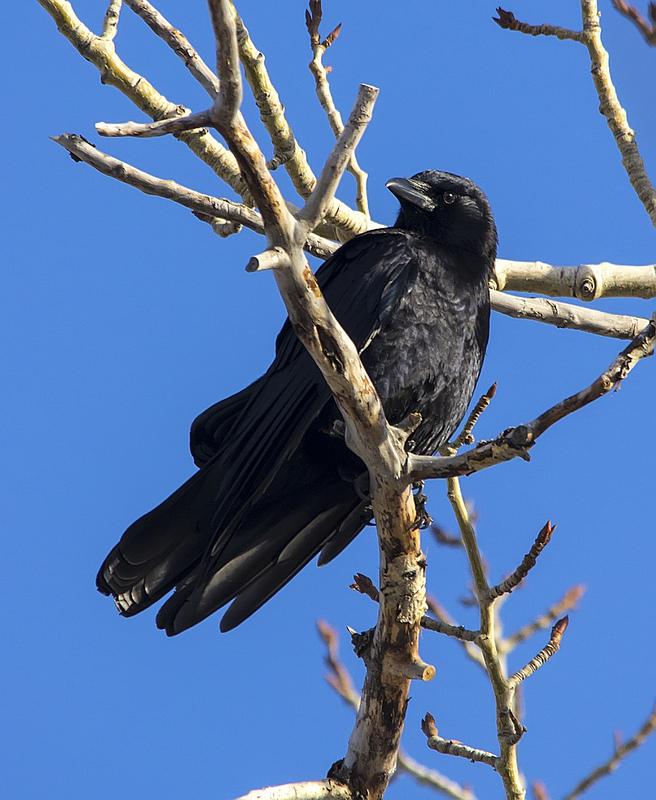 American Crow, February 3, 2013, Carburn Park