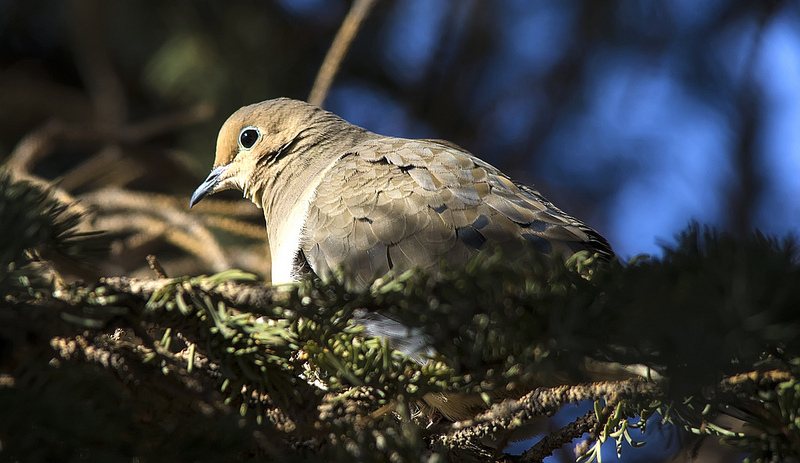 Mourning Dove in February, 2013