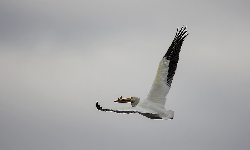 male American White Pelican