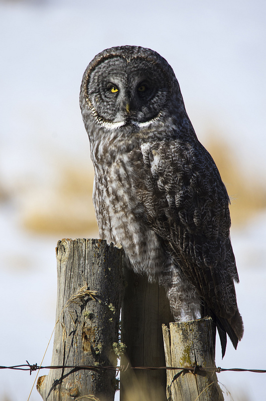 This Great Grey Owl was little wary when we first showed up...