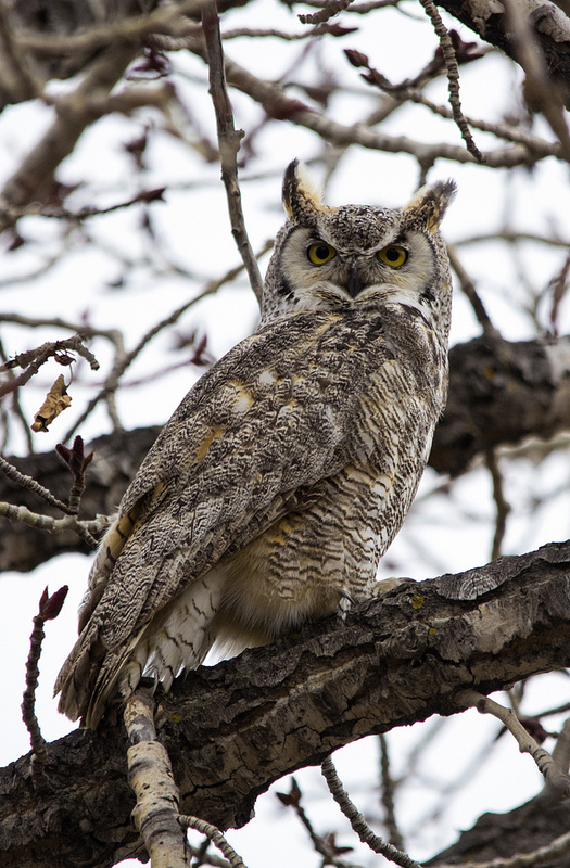 Protective male Great Horned Owl