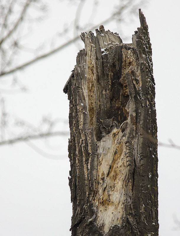 Female Great Horned Owl on nest