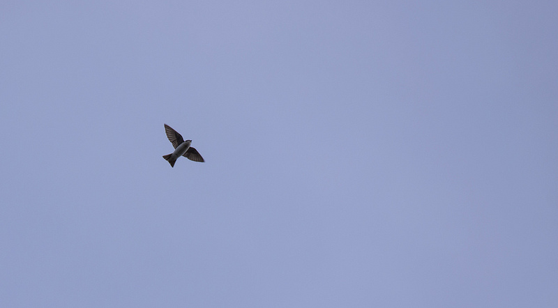 Tree Swallow in flight