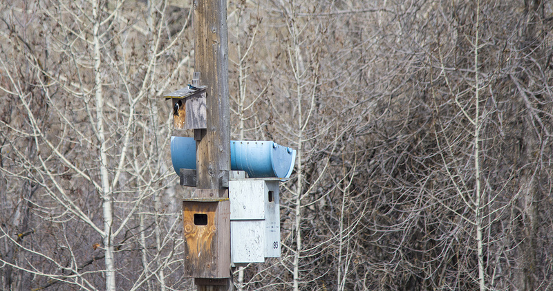Tree Swallows on nest box