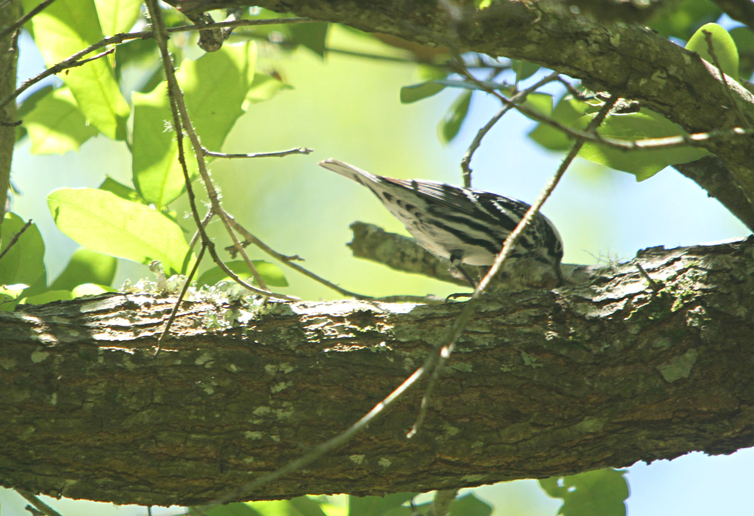 Black-and-White warbler