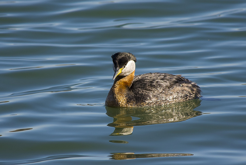 Red-necked Grebe on Glenmore Reservoir - 1/800, F6.3, ISO640, 500mm, Pentax K-5 + Tamron 1.4x TC