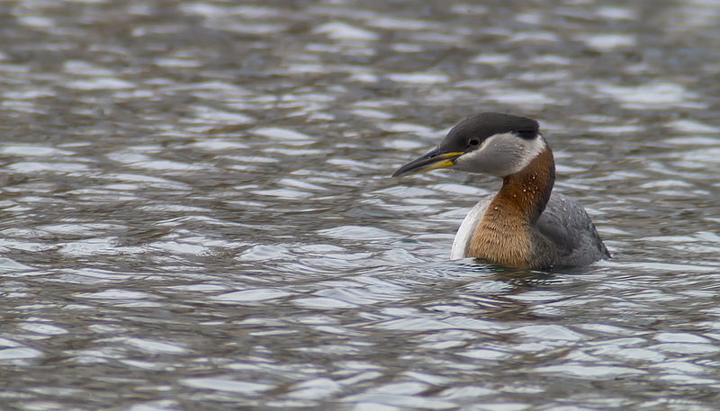 Red-necked Grebe at Carburn Park - digiscoped with Swarovski ATX 85
