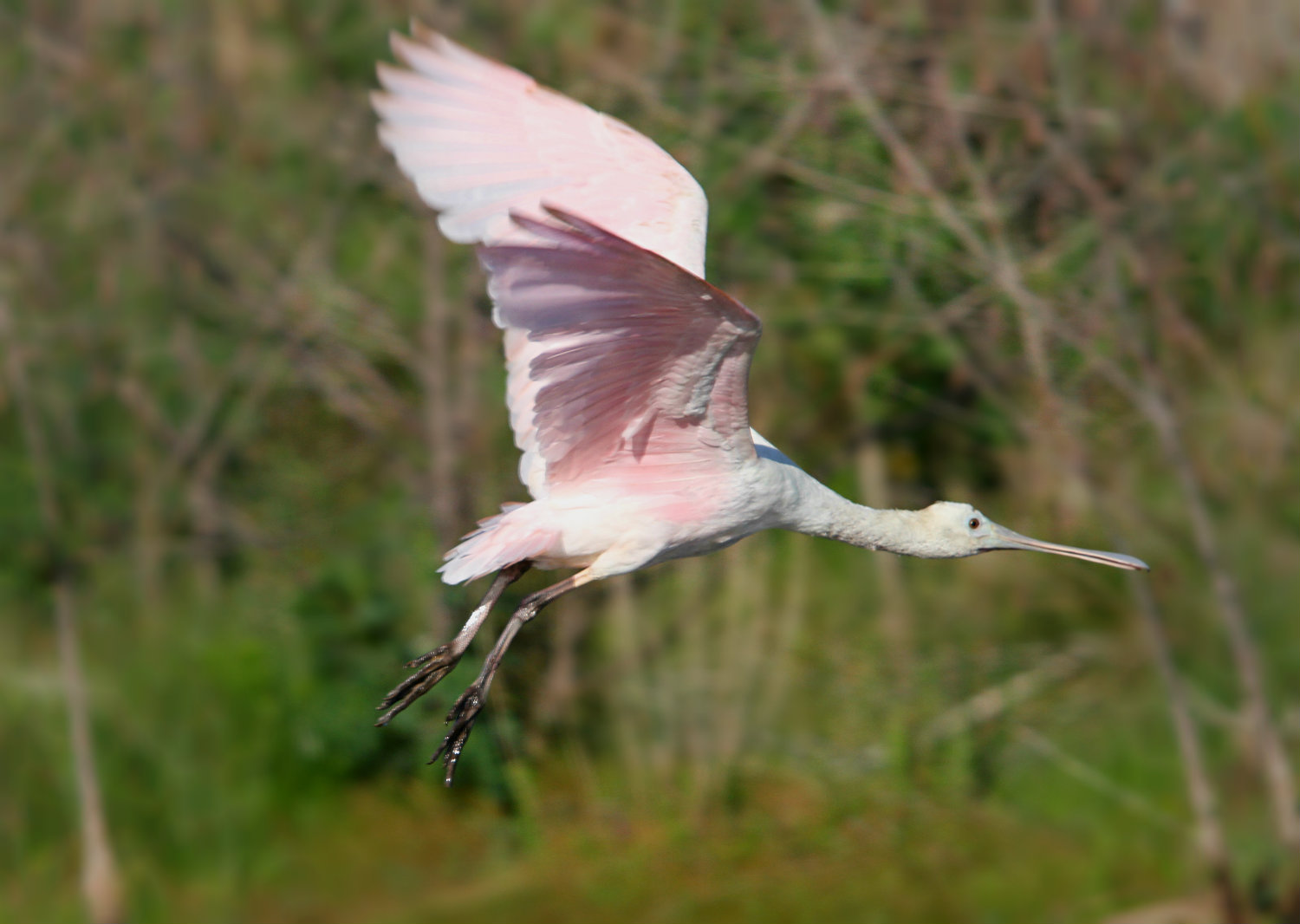 Young Spoonbill