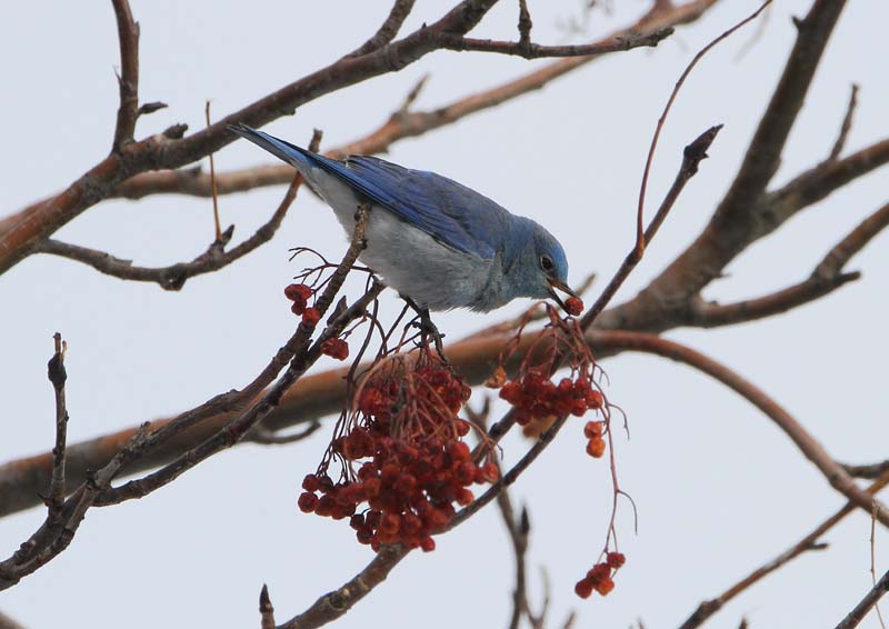 male Mountain Bluebird
