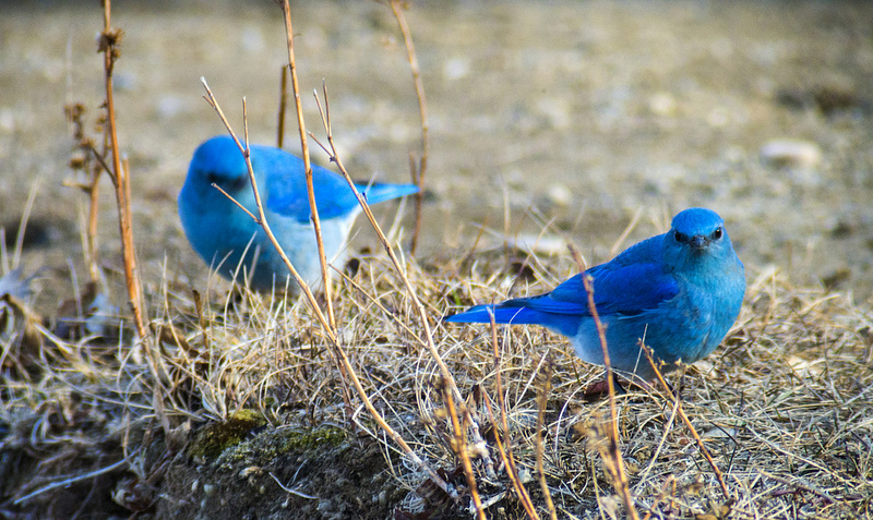 male Mountain Bluebirds
