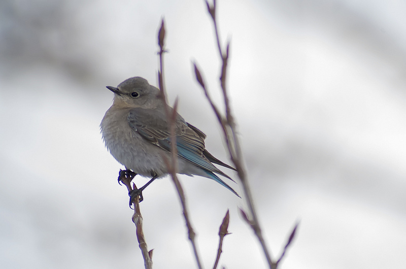 female Mountain Bluebird