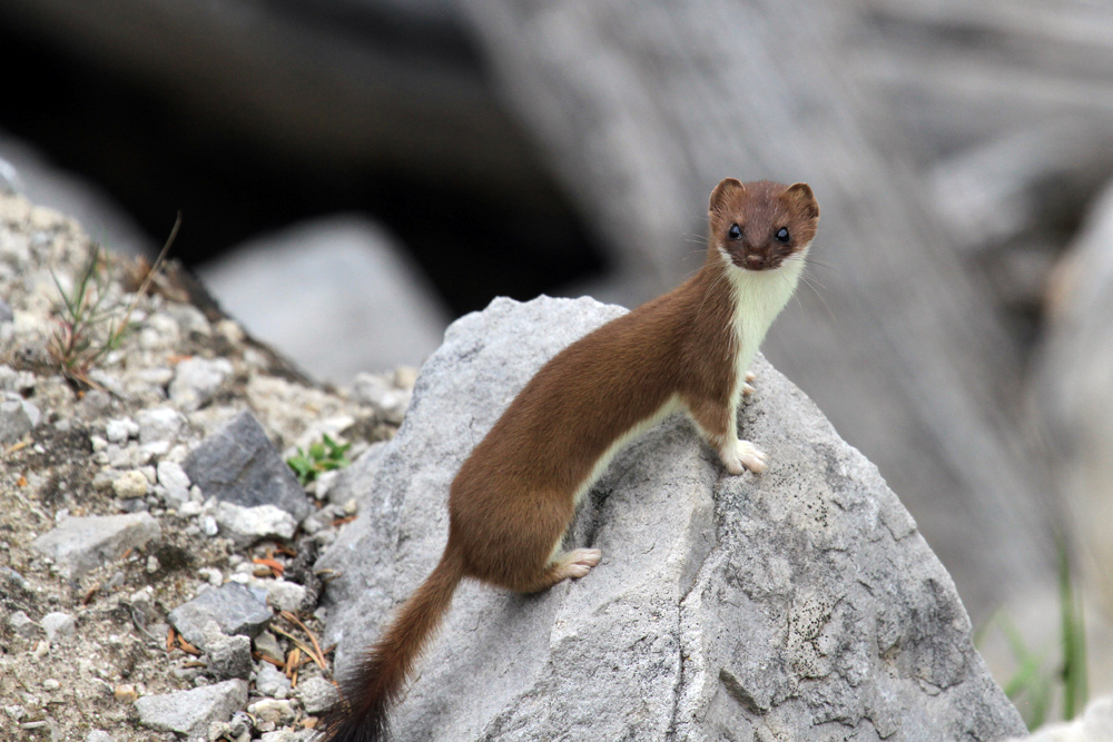 short-tailed-weasel